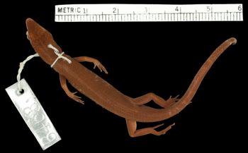 Media type: image;   Herpetology R-6463 Aspect: dorsal
